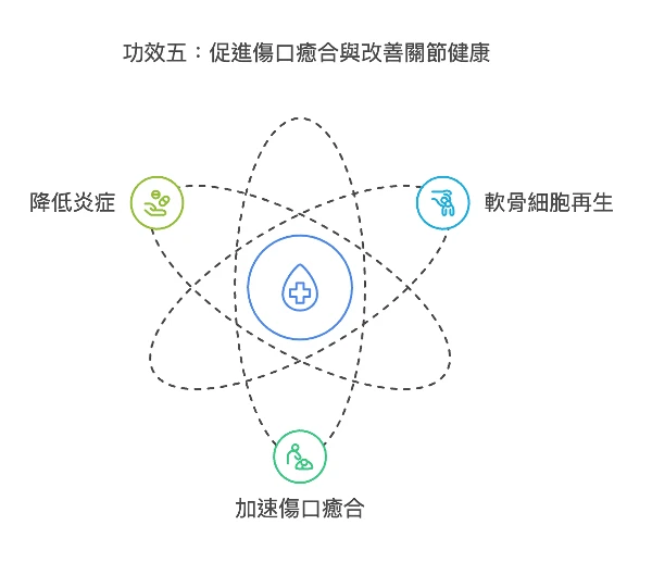 外泌體功效五：促進傷口癒合與改善關節健康