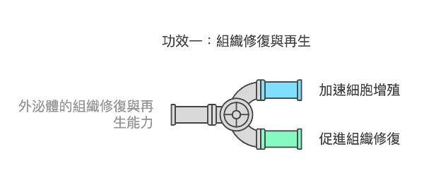 外泌體功效一：組織修復與再生