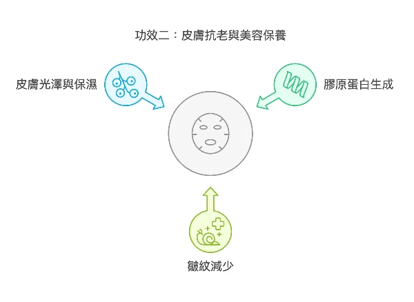 外泌體功效二：皮膚抗老與美容保養