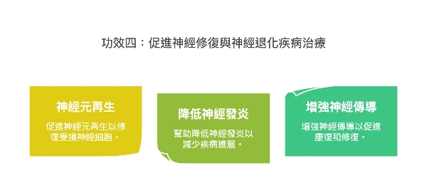 外泌體功效四：促進神經修復與神經退化疾病治療